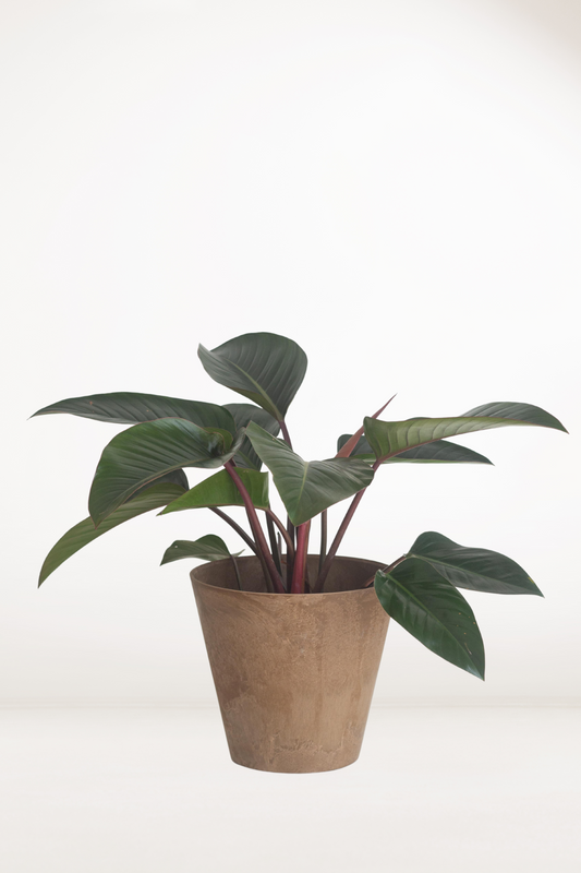 Philodendron Red Congo