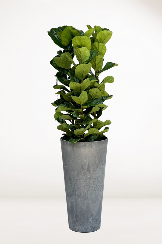 Fiddle Leaf Fig