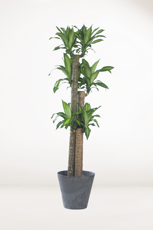 Dracaena Fragans Cane