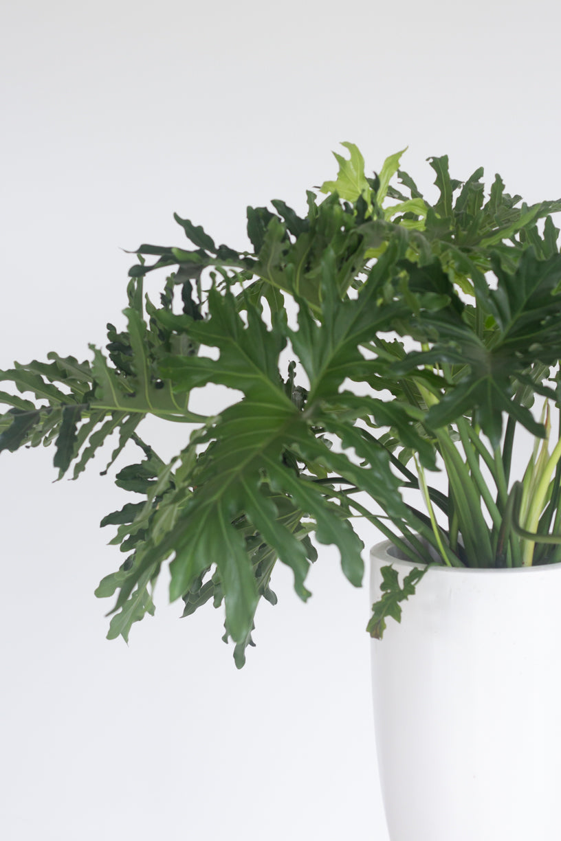 Philodendron Selloum