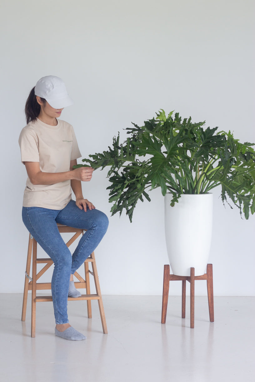 Philodendron Selloum