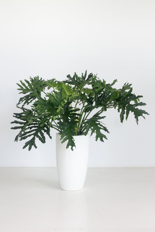 Philodendron Selloum