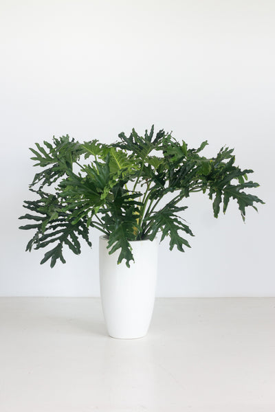 philodendron selloum air purifier Philodendron Selloum – Bloomspace