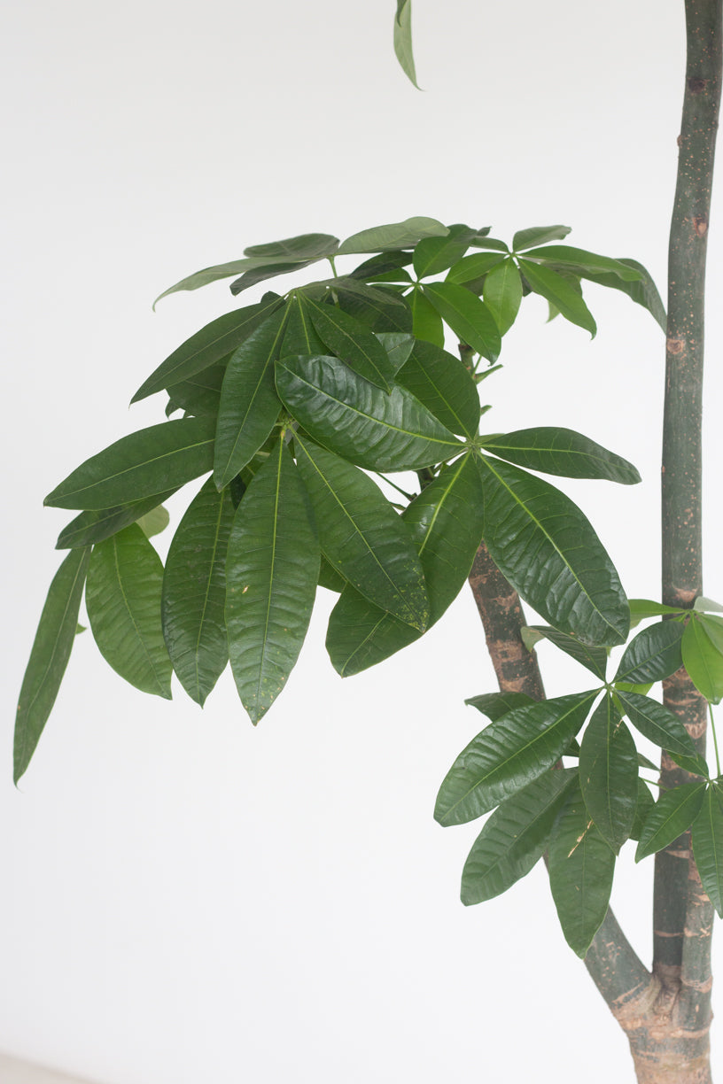 Cascade Money Tree – Bloomspace