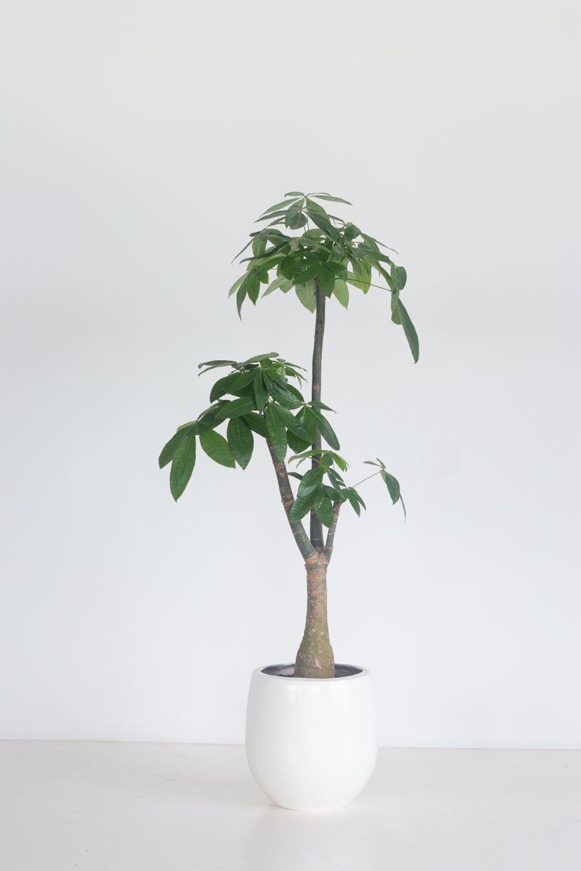 Cascade Money Tree