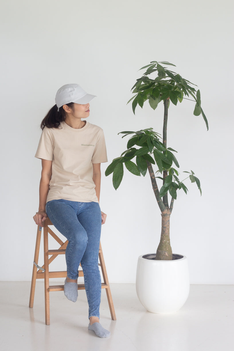 Cascade Money Tree
