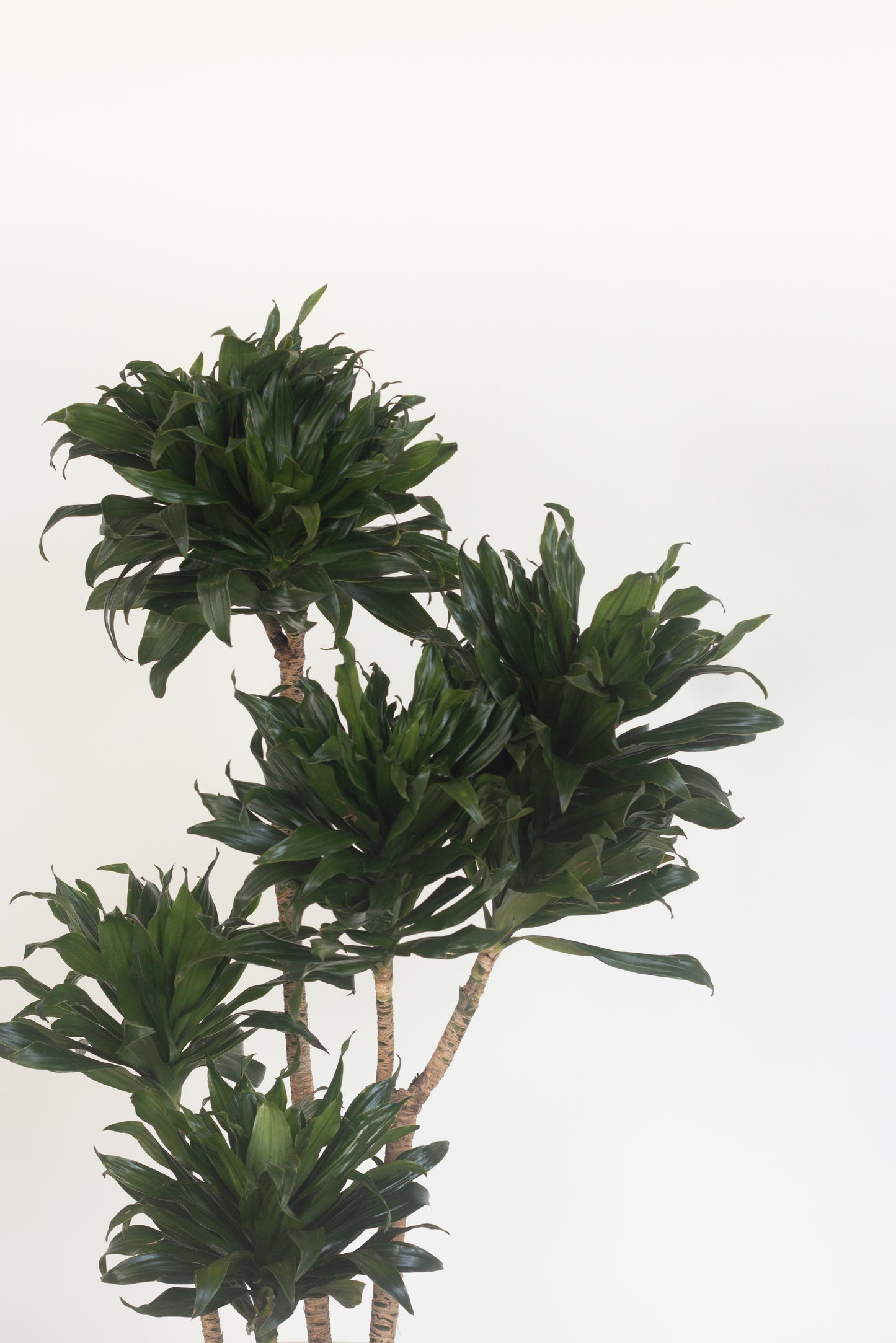 Dracaena Janet Craig
