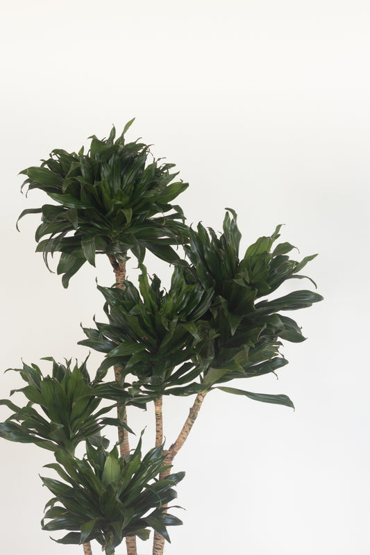 Dracaena Janet Craig