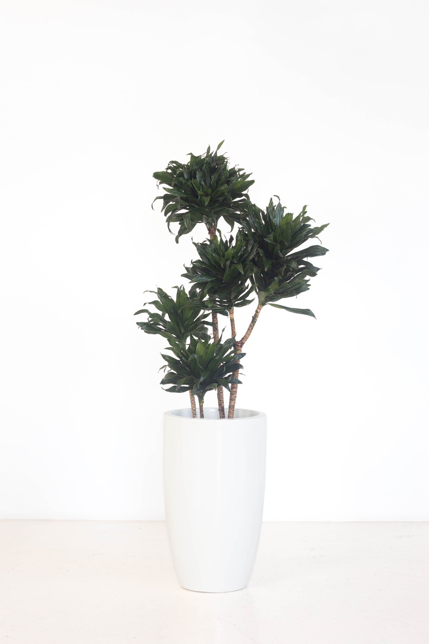 Dracaena Janet Craig