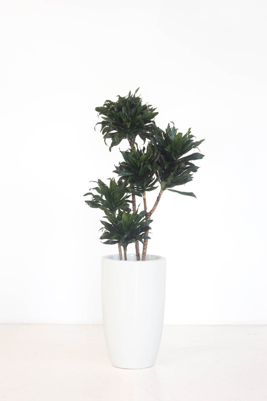 Dracaena Janet Craig