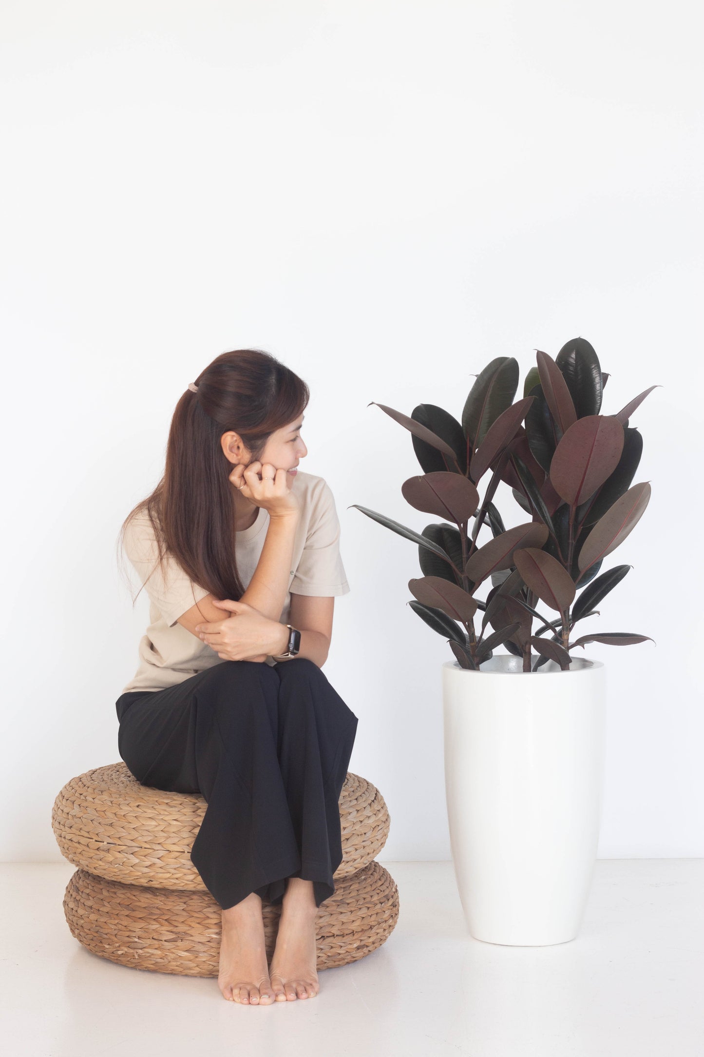 Rubber Plant