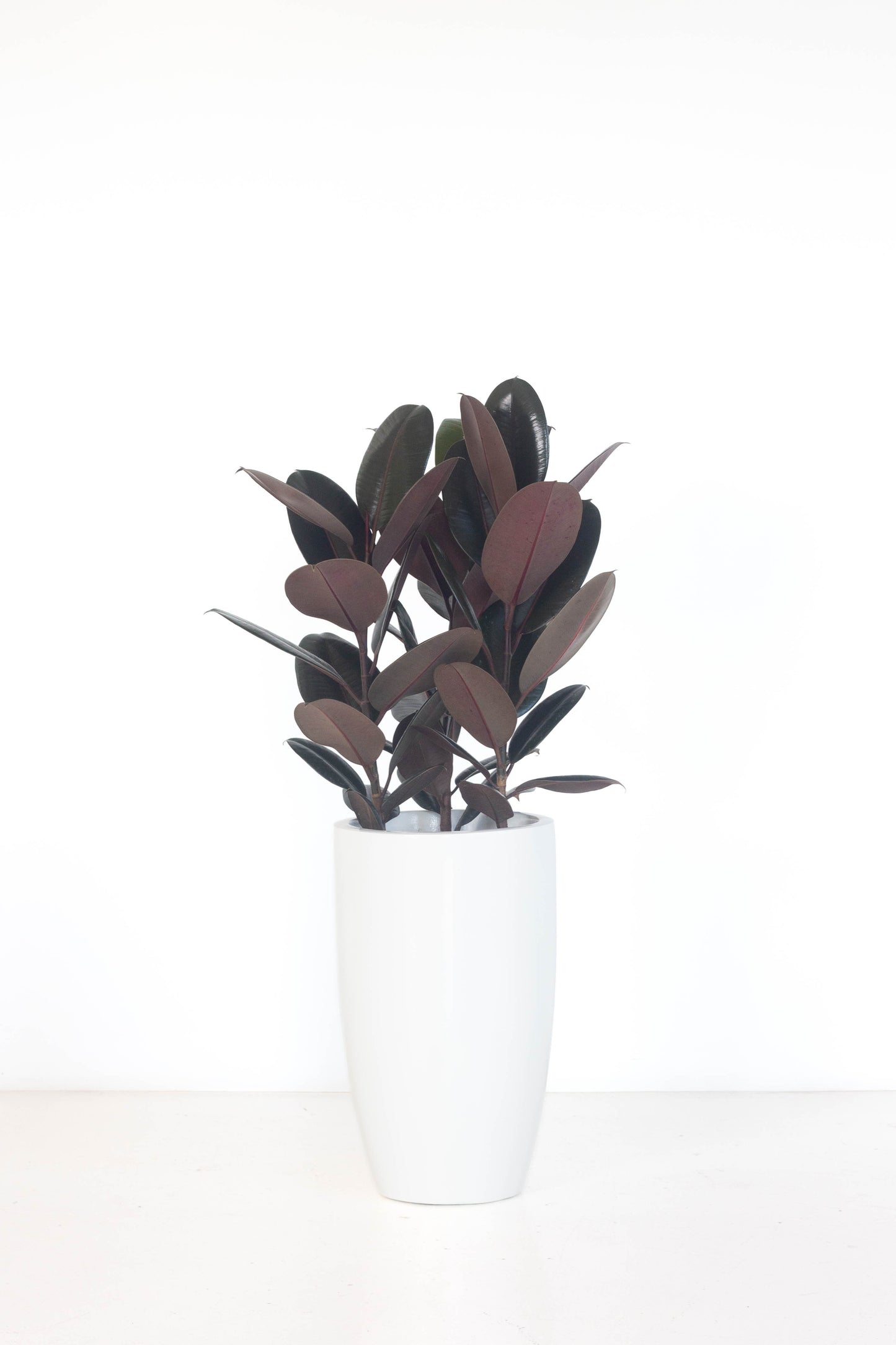 Rubber Plant