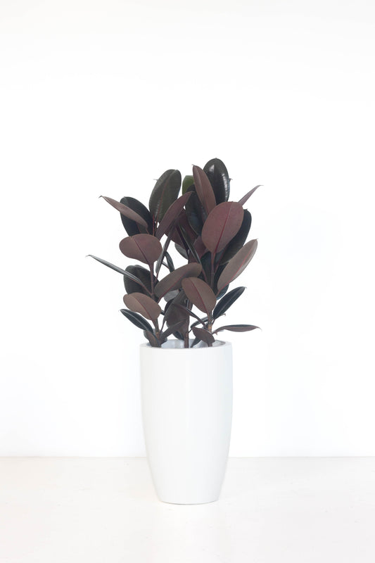 Rubber Plant