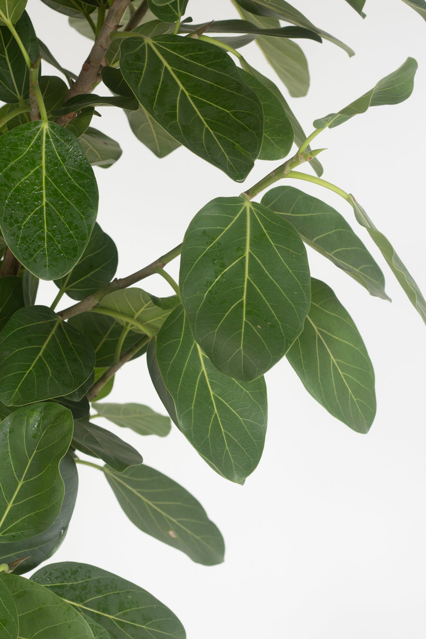Ficus Audrey