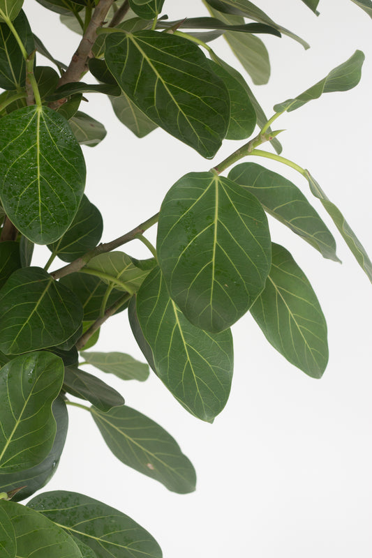 Ficus Audrey