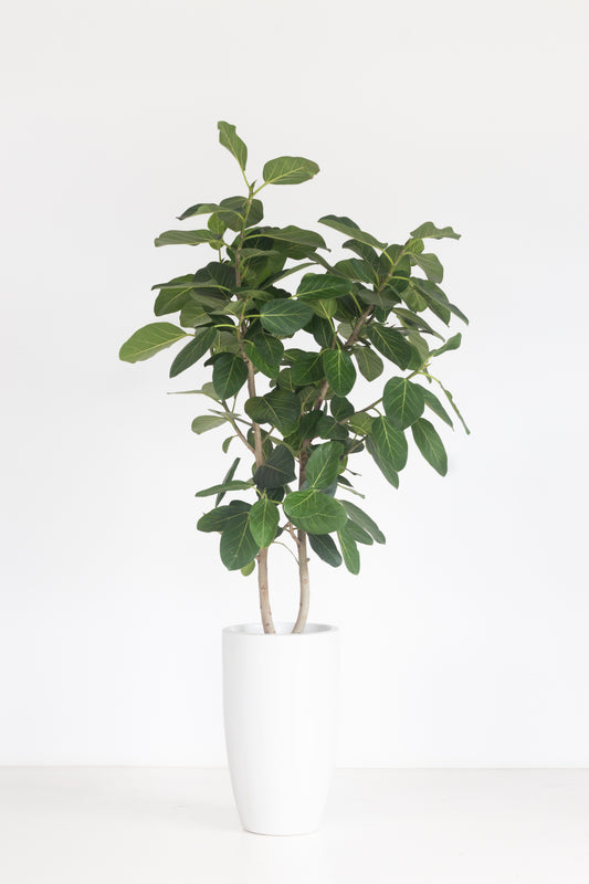 Ficus Audrey