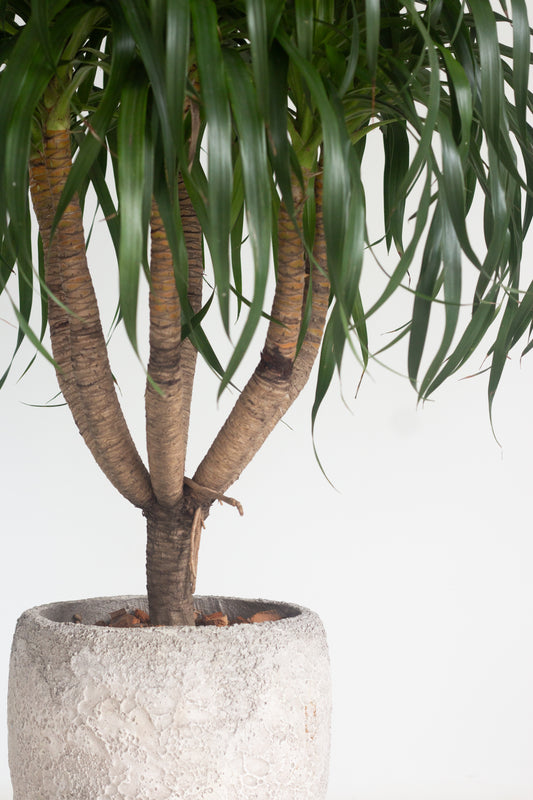 Dracaena Draco