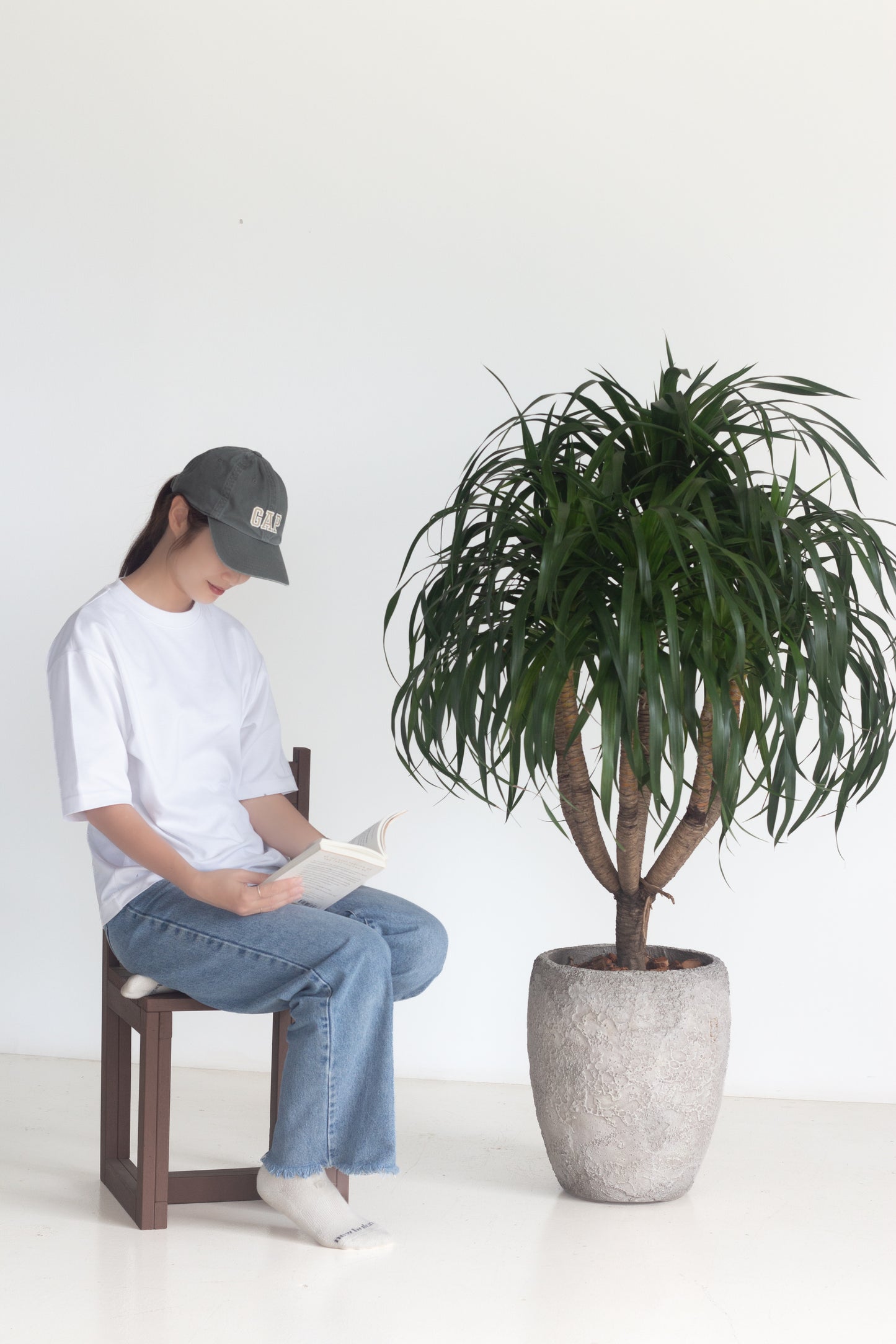 Dracaena Draco