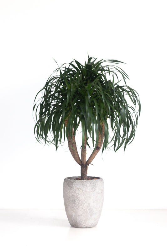 Dracaena Draco
