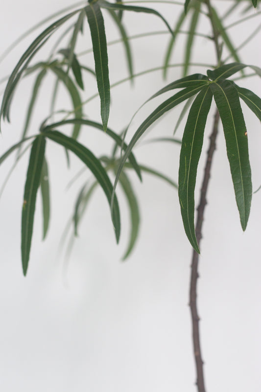 Queensland Bottle Tree