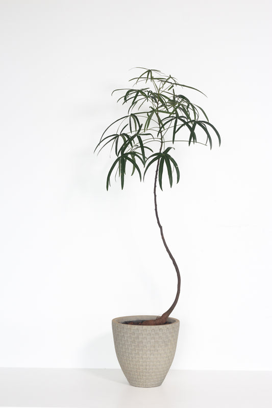 Queensland Bottle Tree