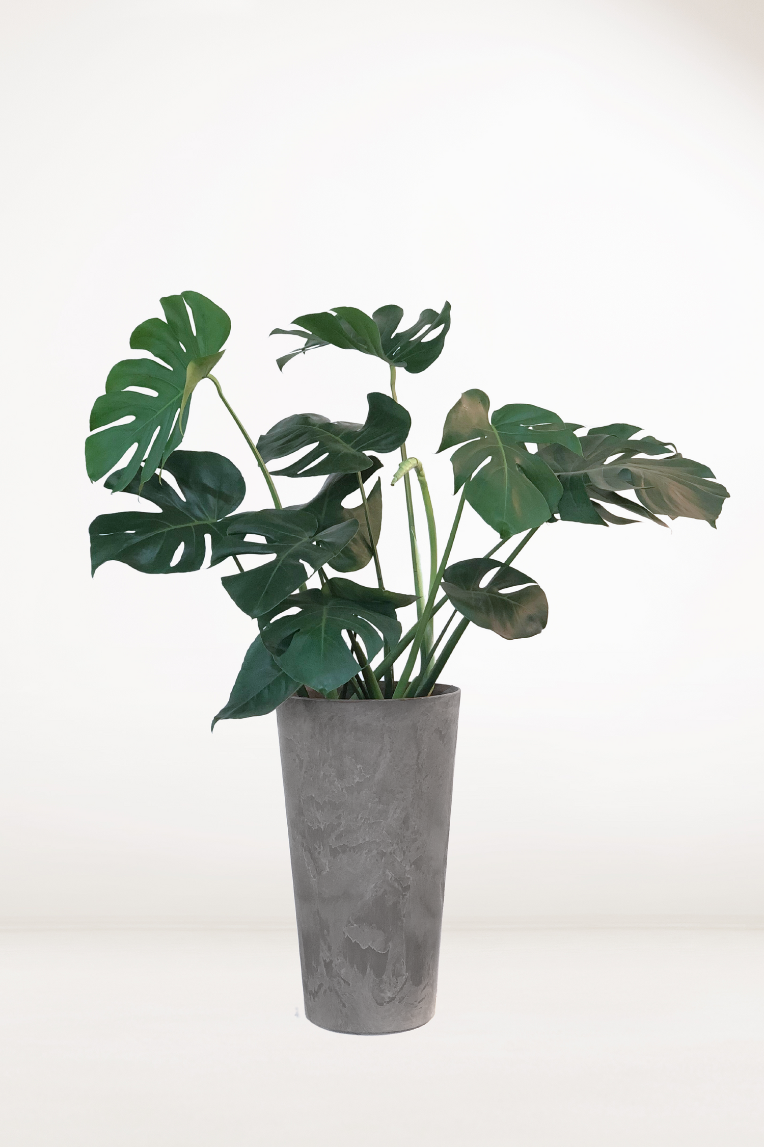 xxl monstera deliciosa Monstera Deliciosa – Bloomspace