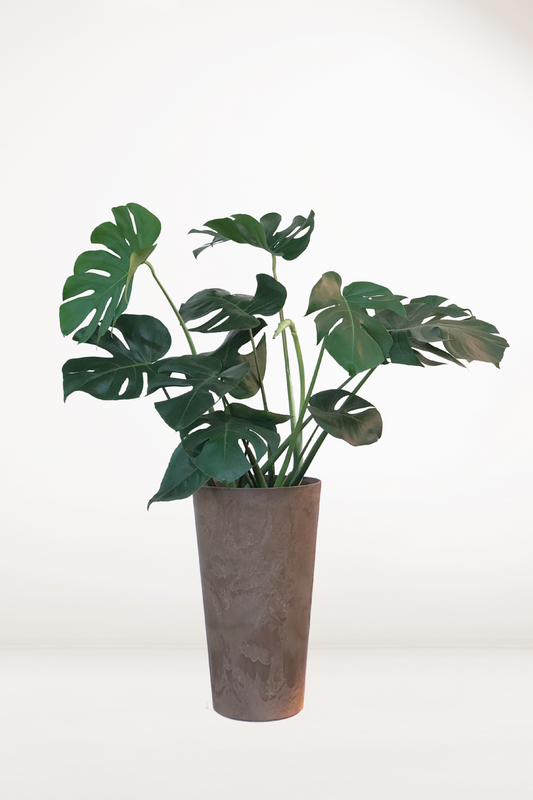 Monstera Deliciosa