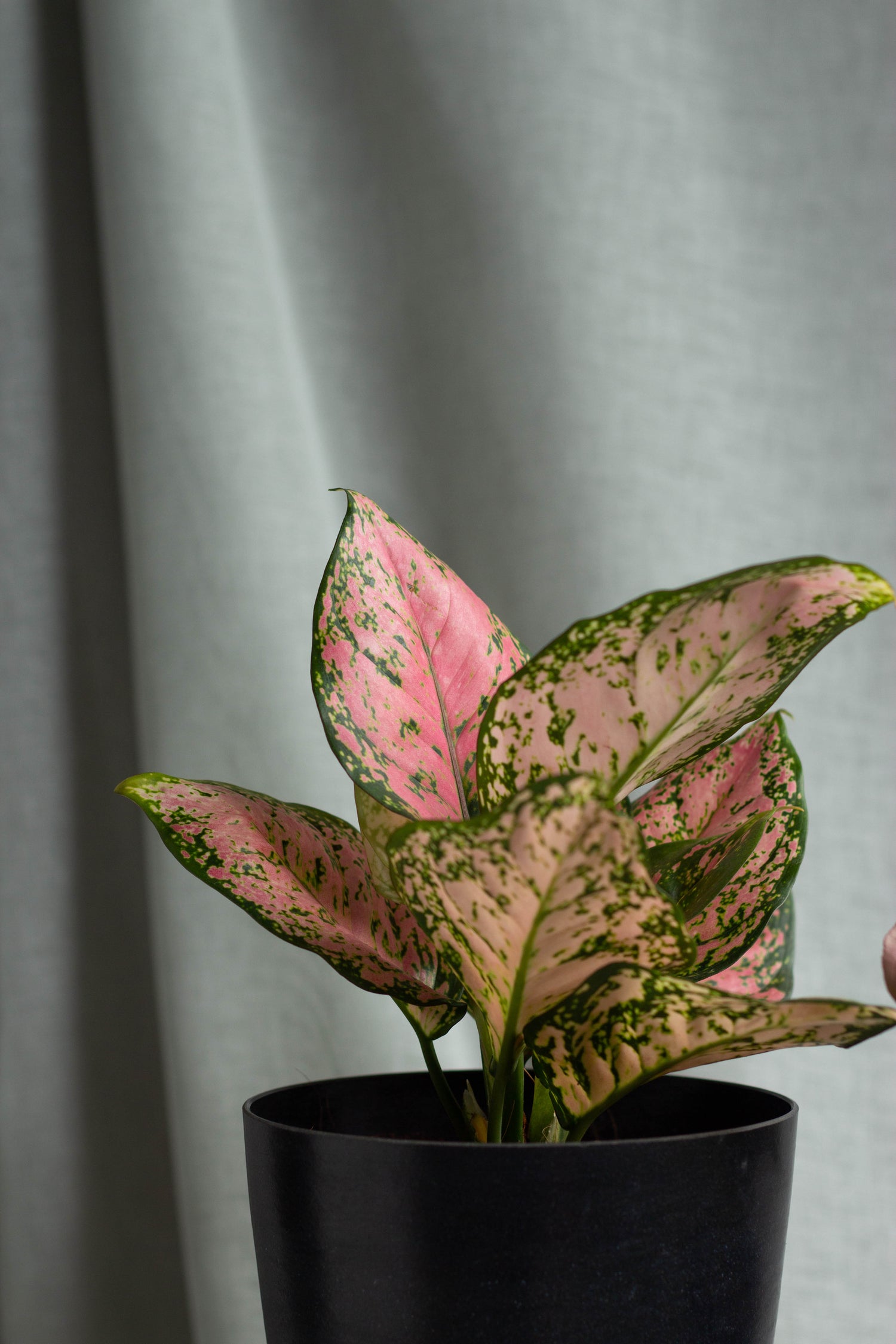 Closeup-Aglaonema Anjamani