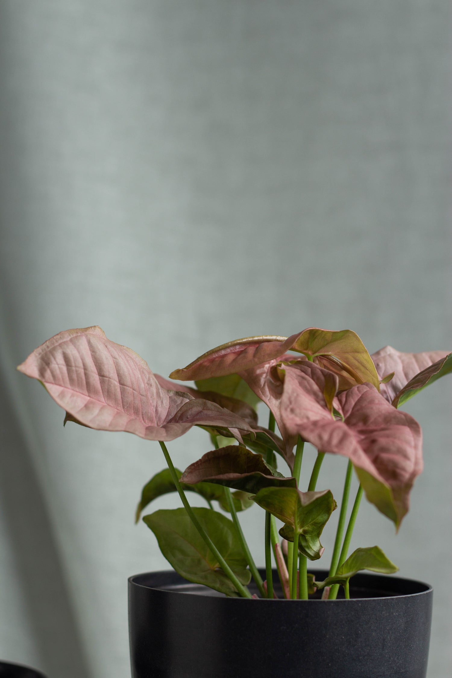 Closeup-Syngonium Podophyllum Pink 