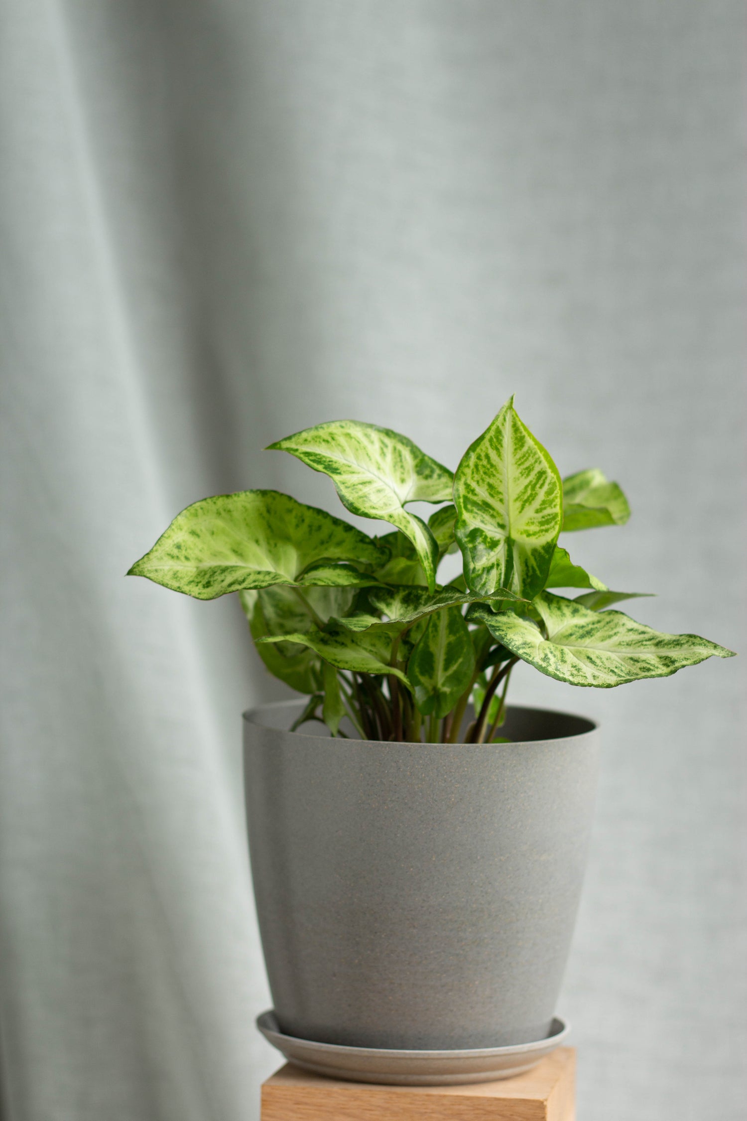 Closeup-Syngonium Podophyllum