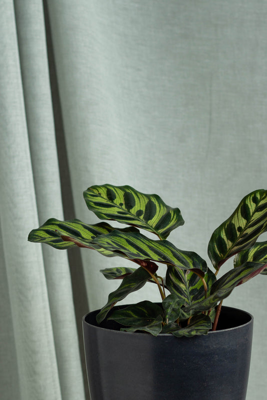 Closeup-Calathea Peacock