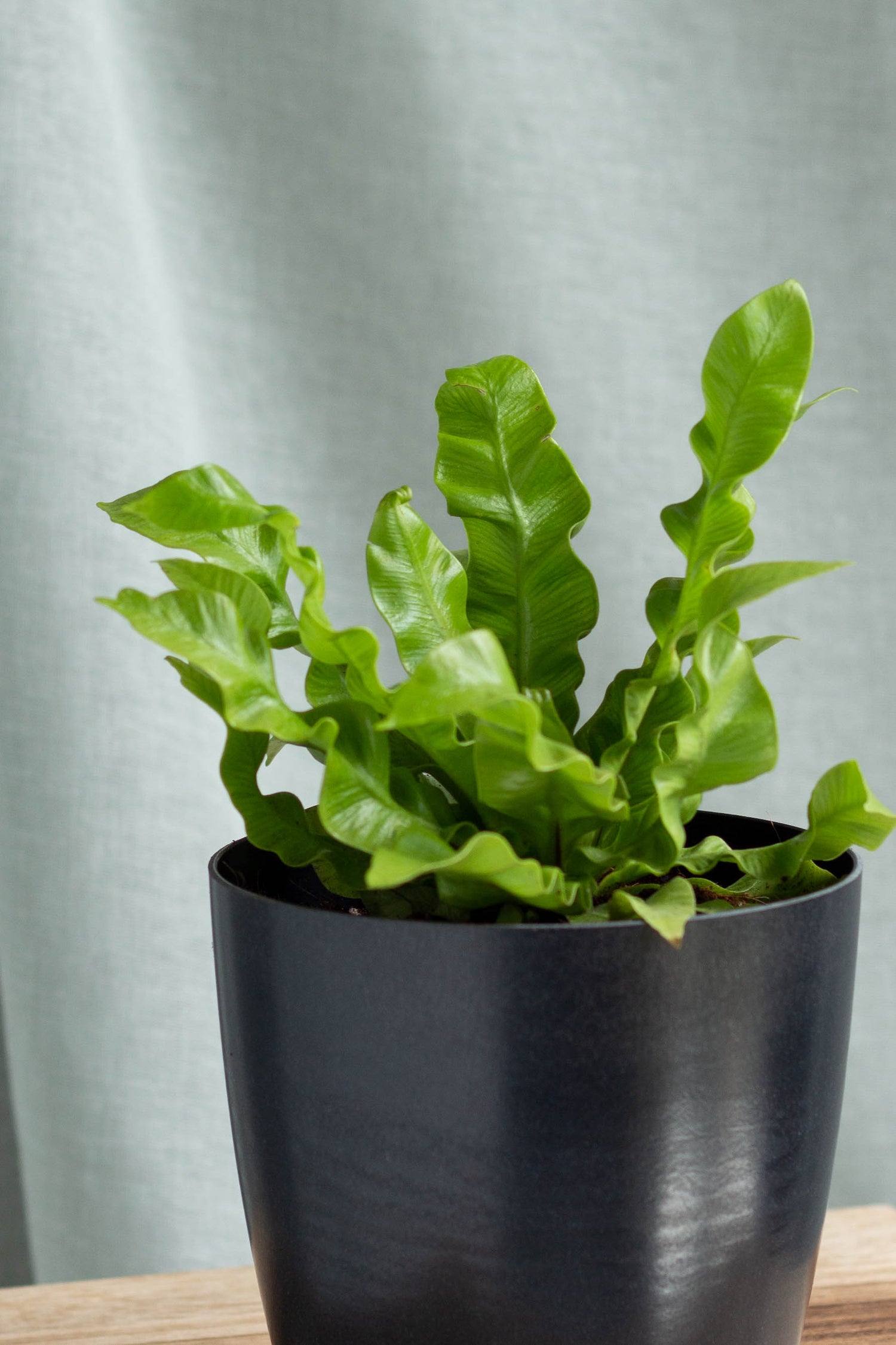 Closeup-Bird Nest Fern