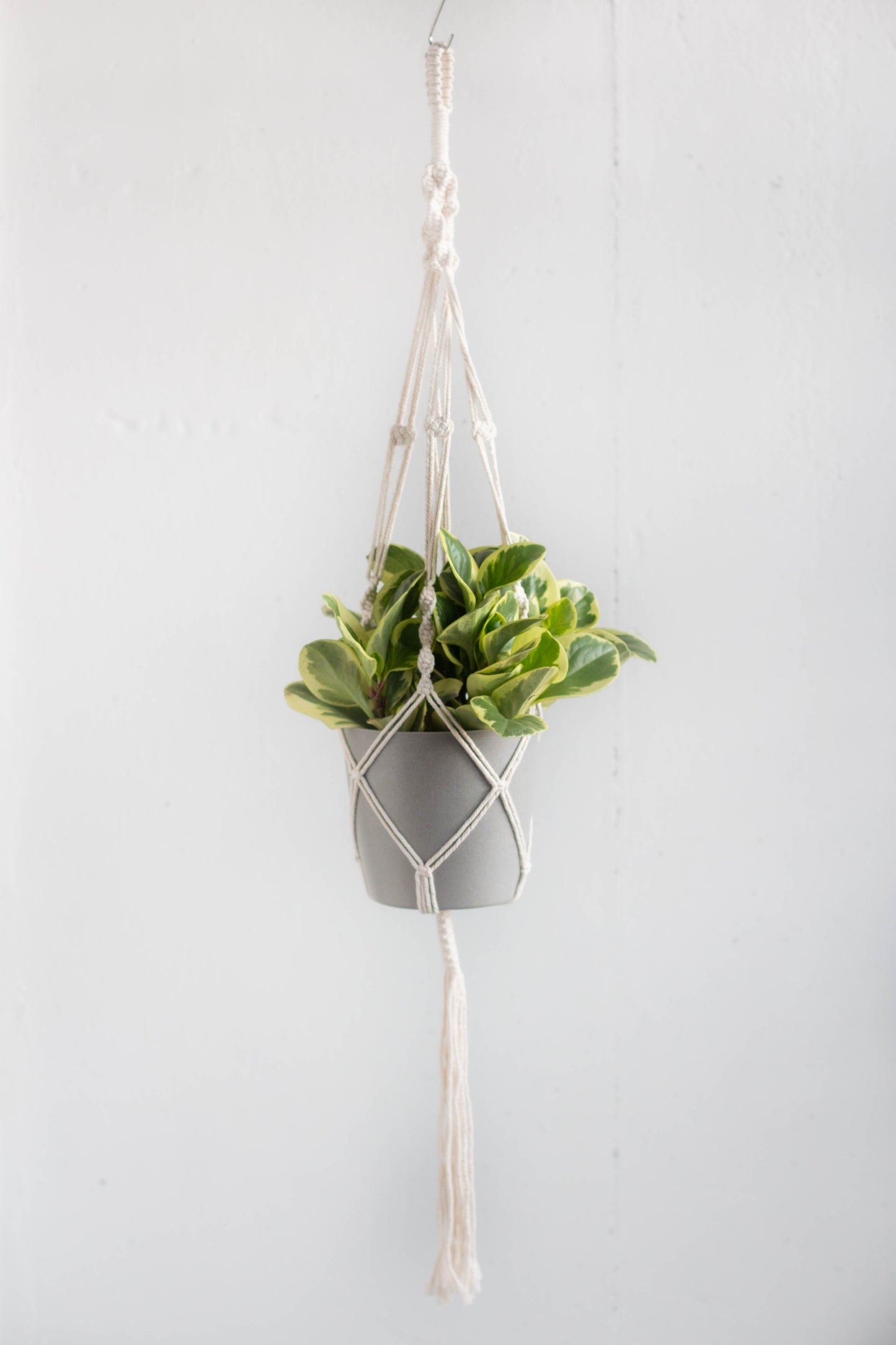 Macrame Plant Hanger