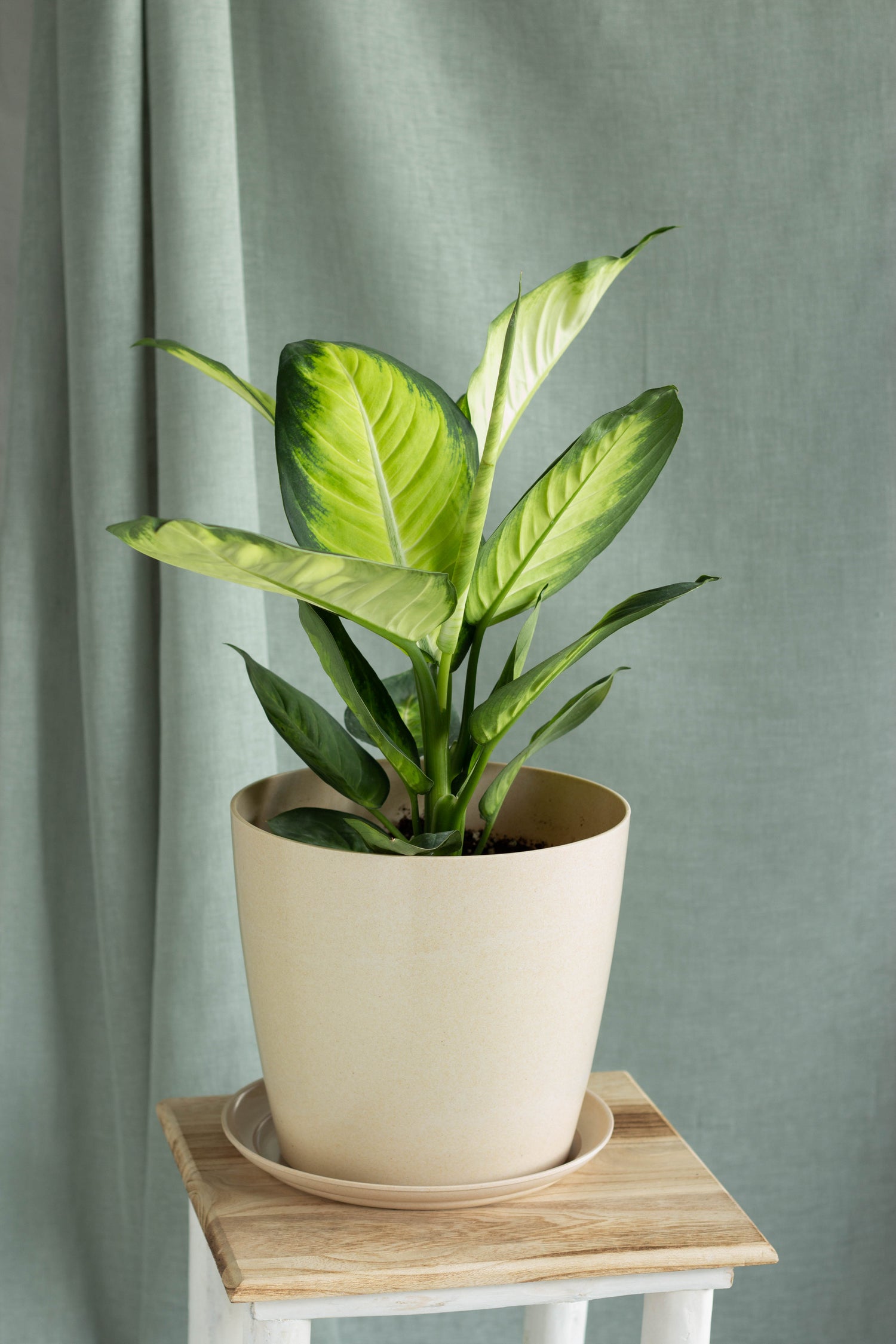 dieffenbachia pot size Dieffenbachia Honeydew – Bloomspace
