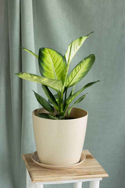 Dieffenbachia Honeydew