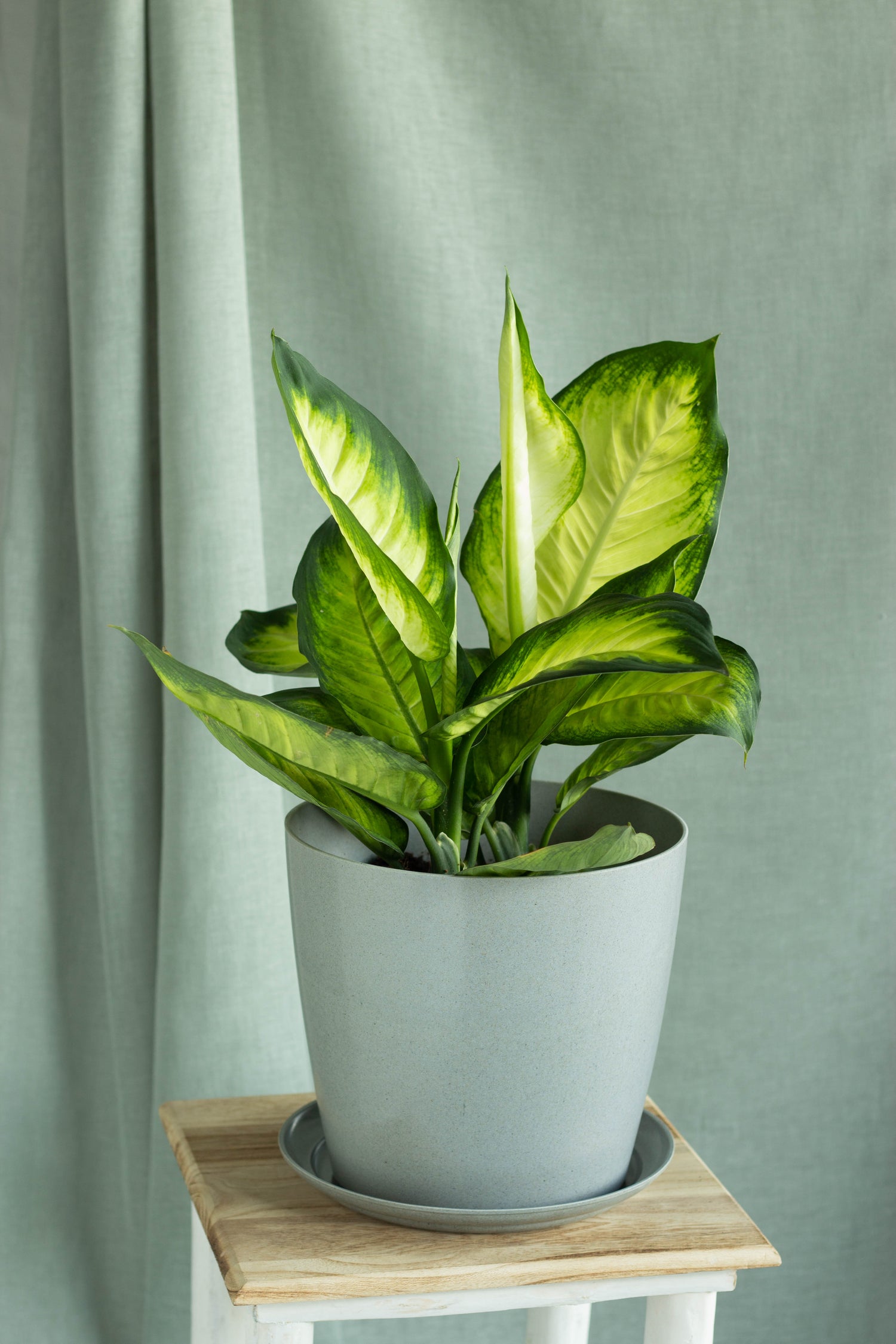 dieffenbachia cougar plant Dieffenbachia Honeydew – Bloomspace