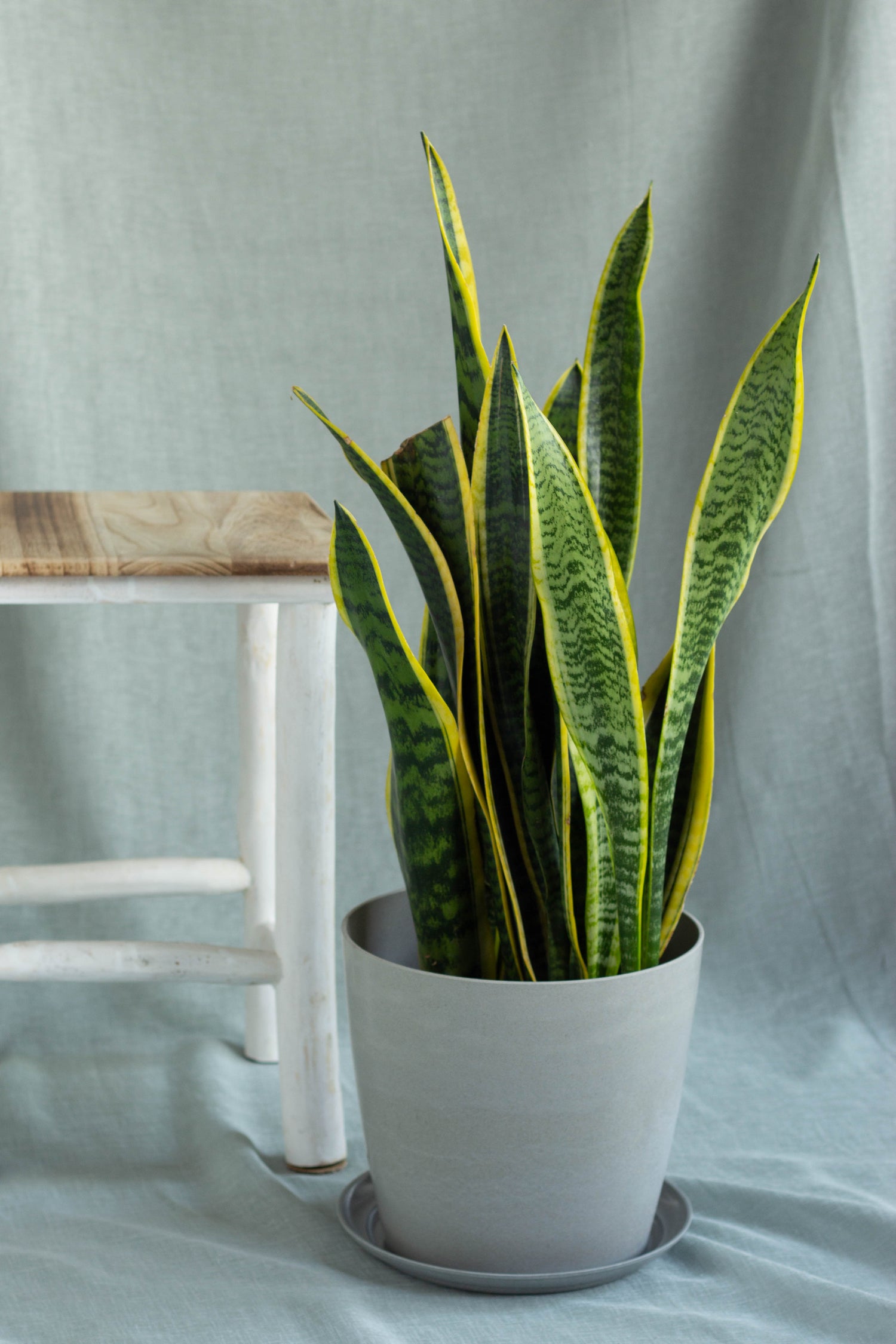 Closeup-Sansevieria