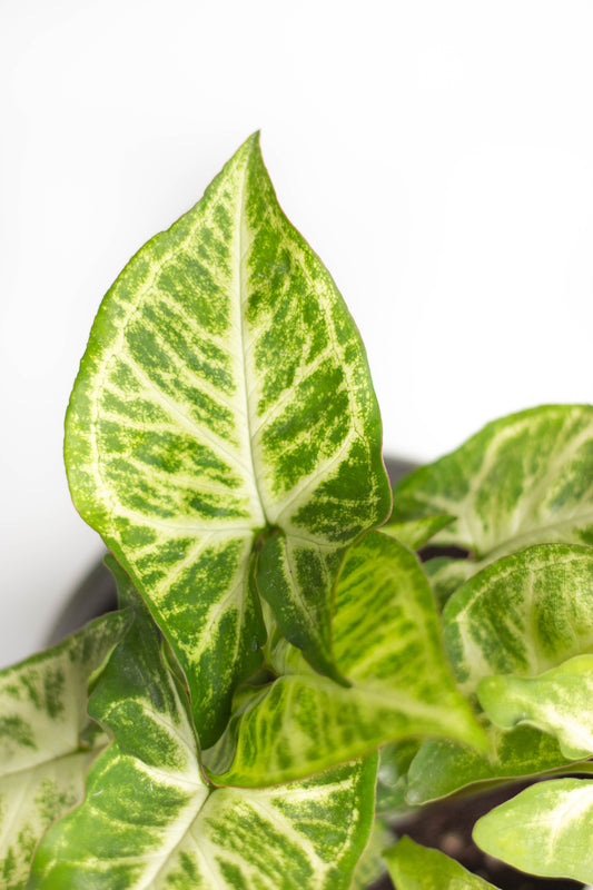 Syngonium Podophyllum