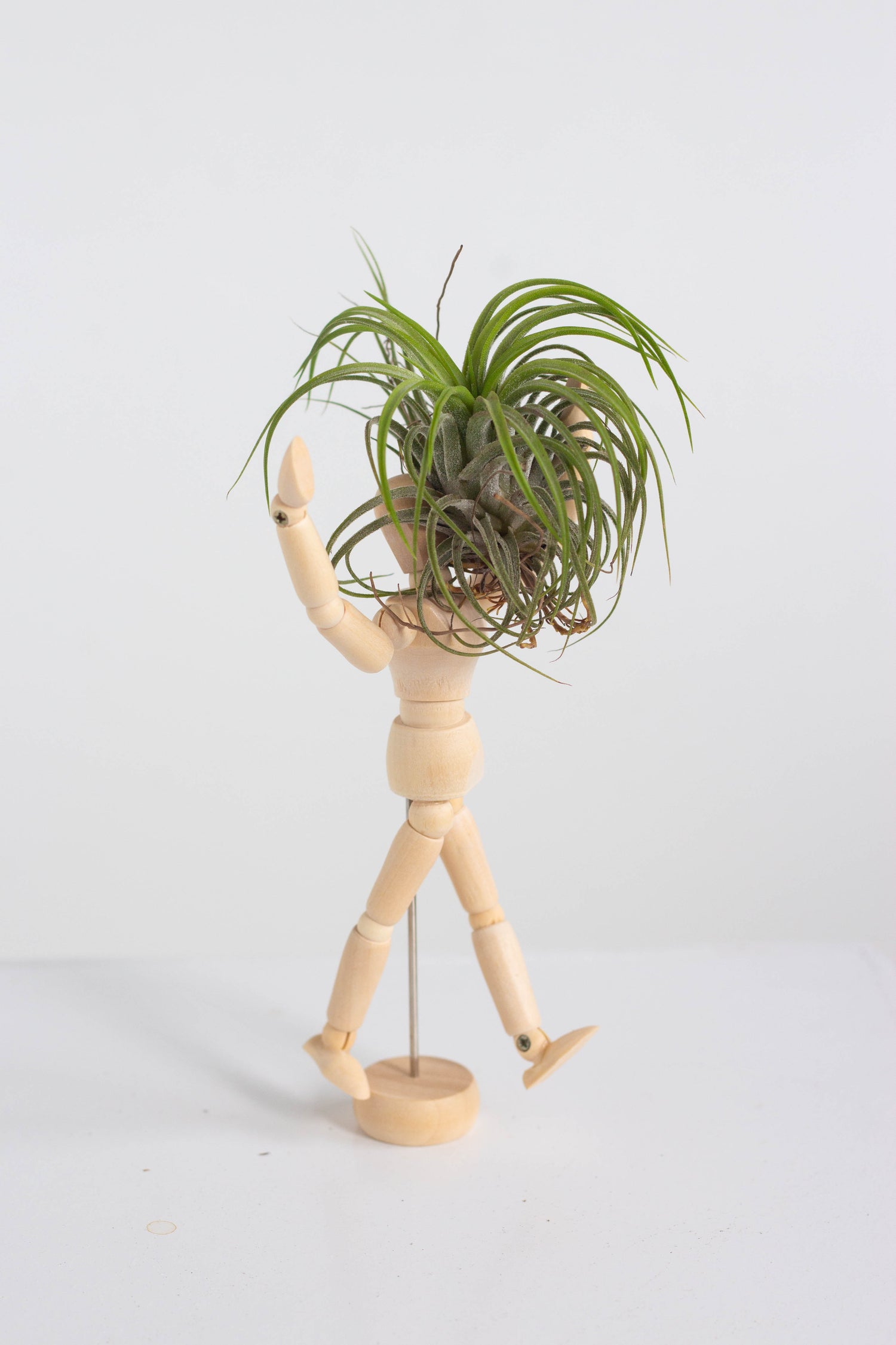 air plant person Airplant Hercules – Bloomspace
