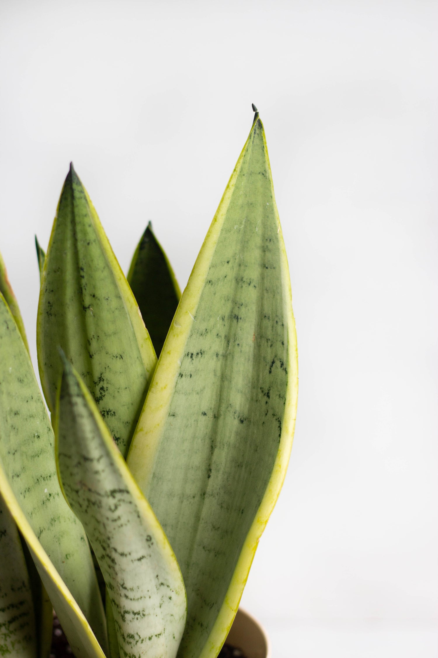starlight snake plant Sansevieria Starlight – Bloomspace