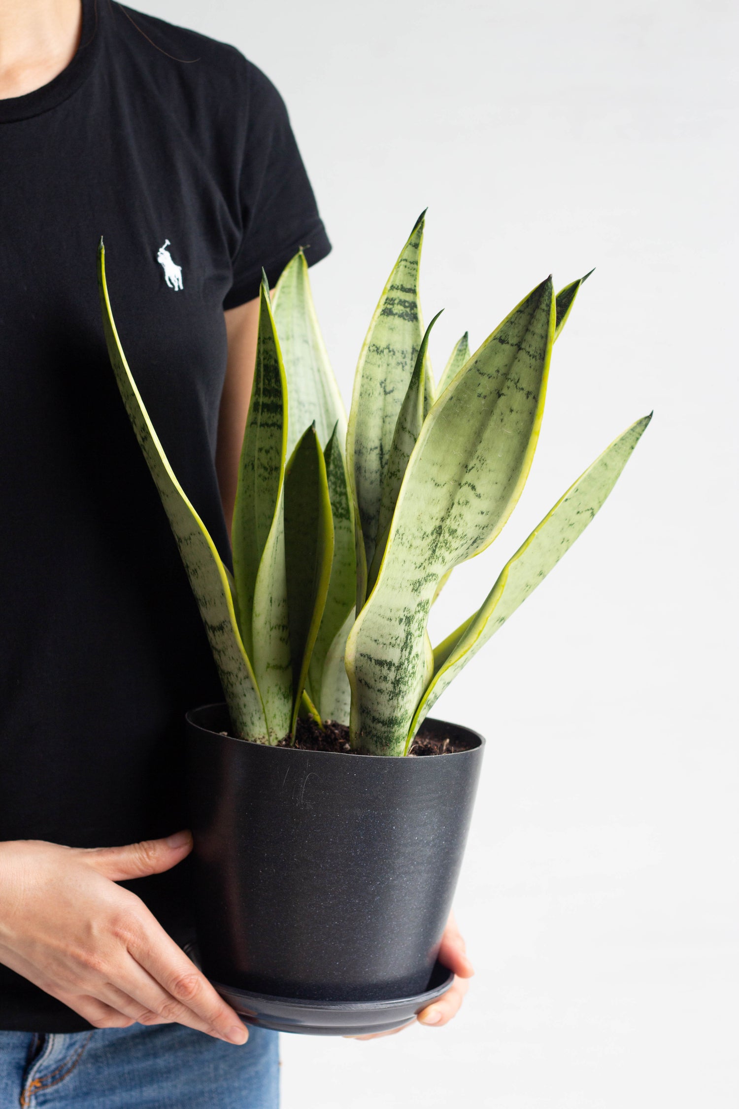 starlight snake plant Sansevieria Starlight – Bloomspace