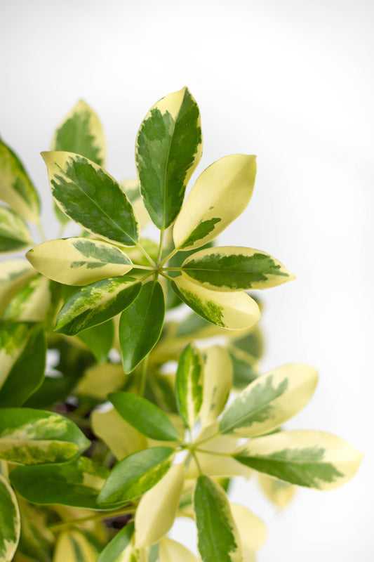 Dwarf Umbrella Tree