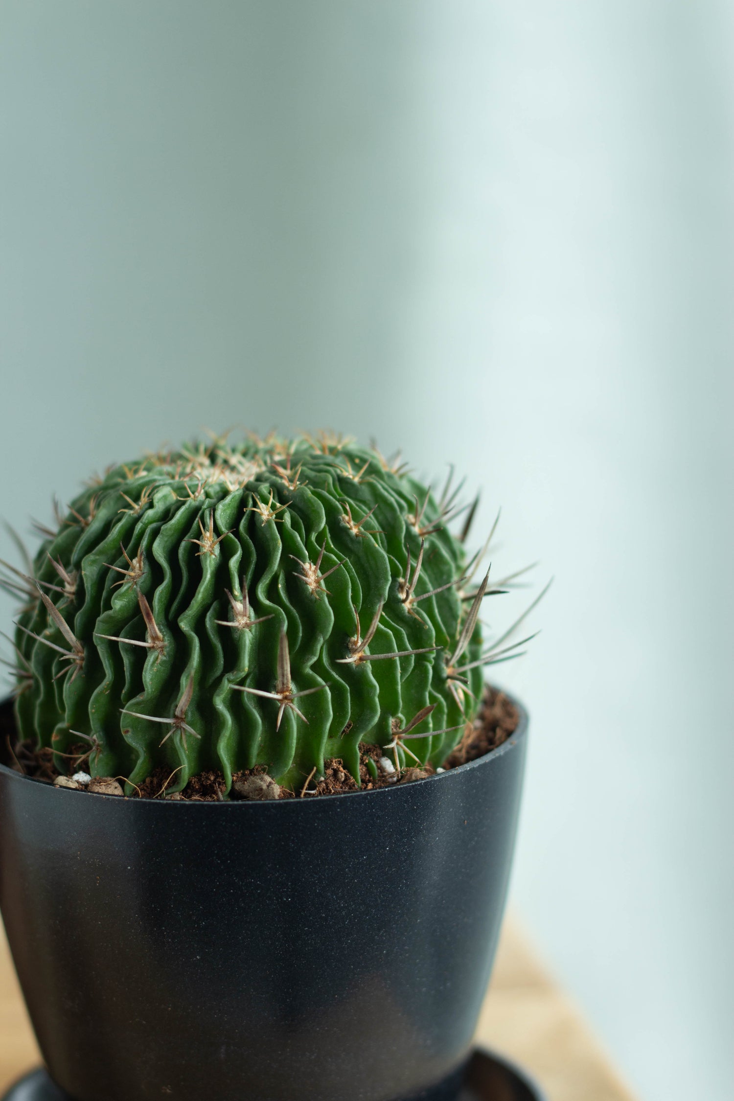 Closeup-Brain Cactus