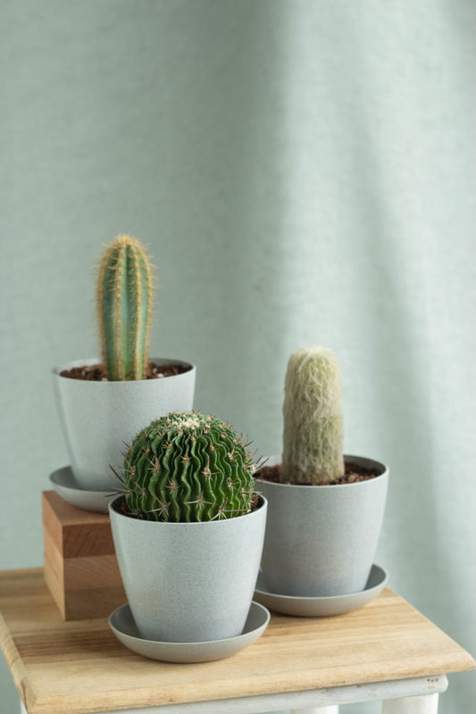 Wisemen Cacti Set
