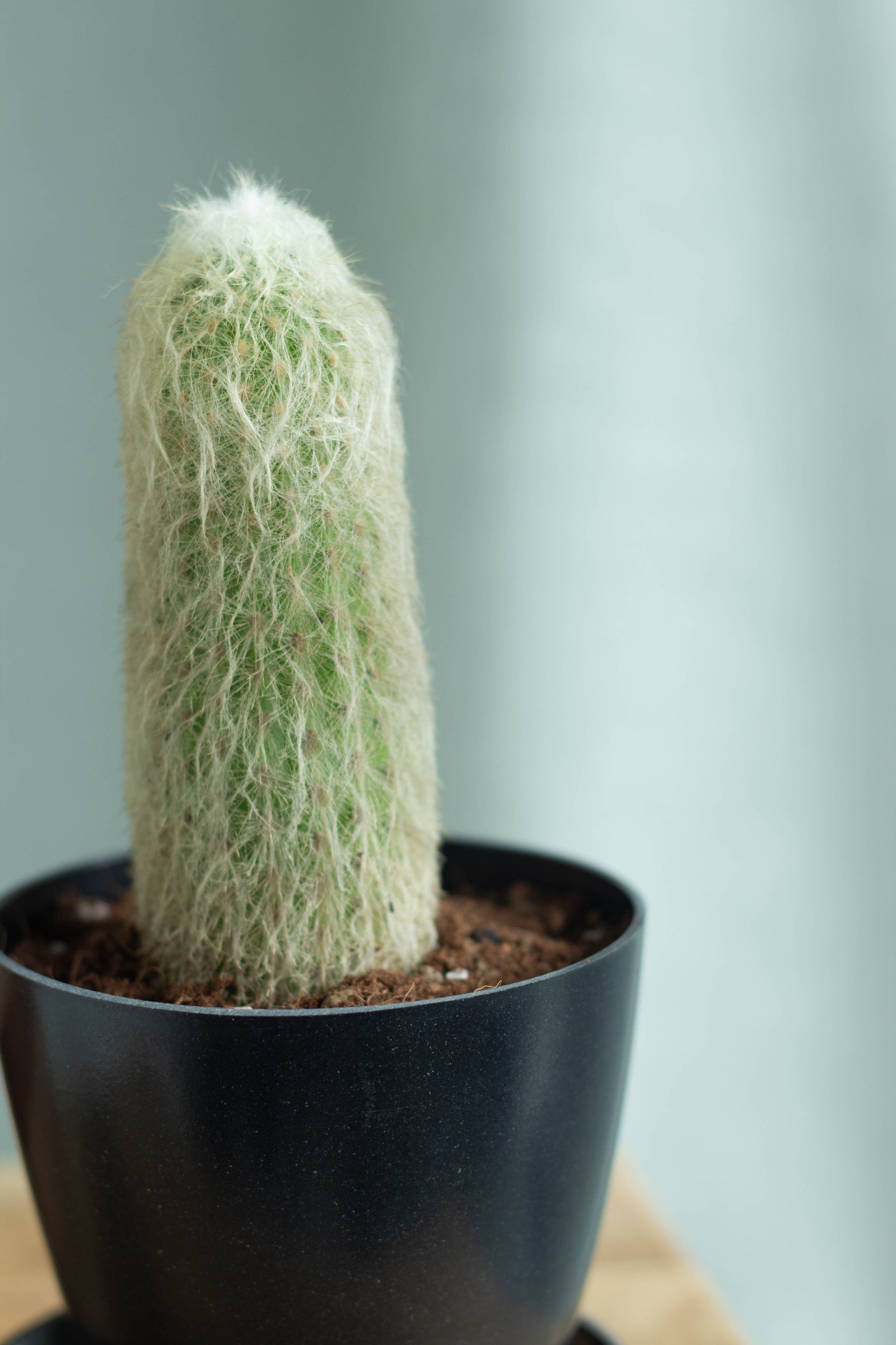 Closeup-Old Man Cactus