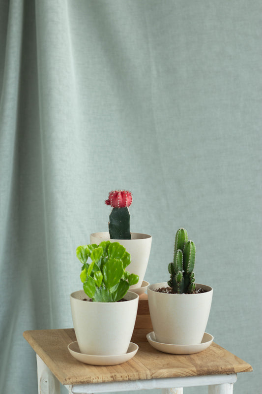 Fairytale Cacti Set