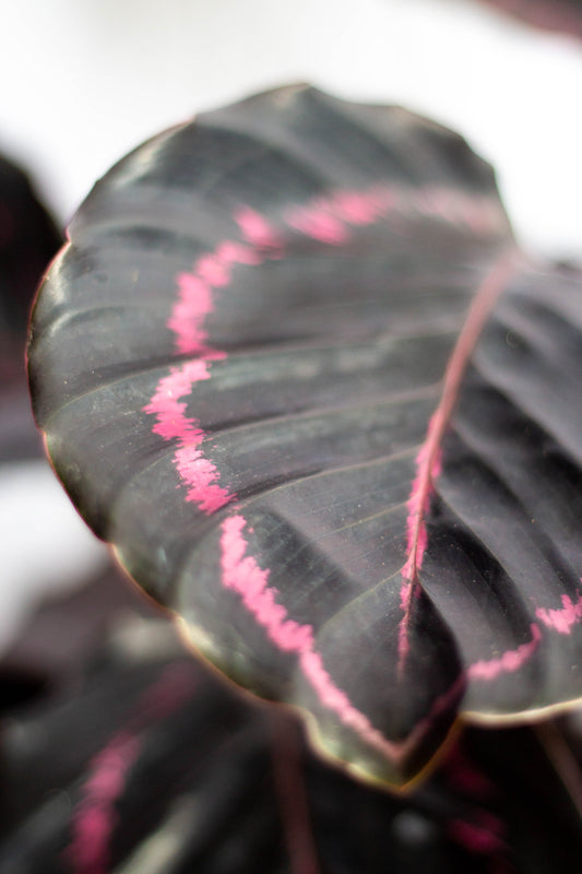 Calathea Dottie