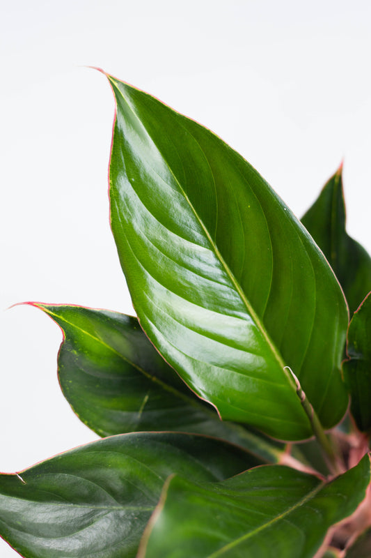 Aglaonema Sapphire Suzanne