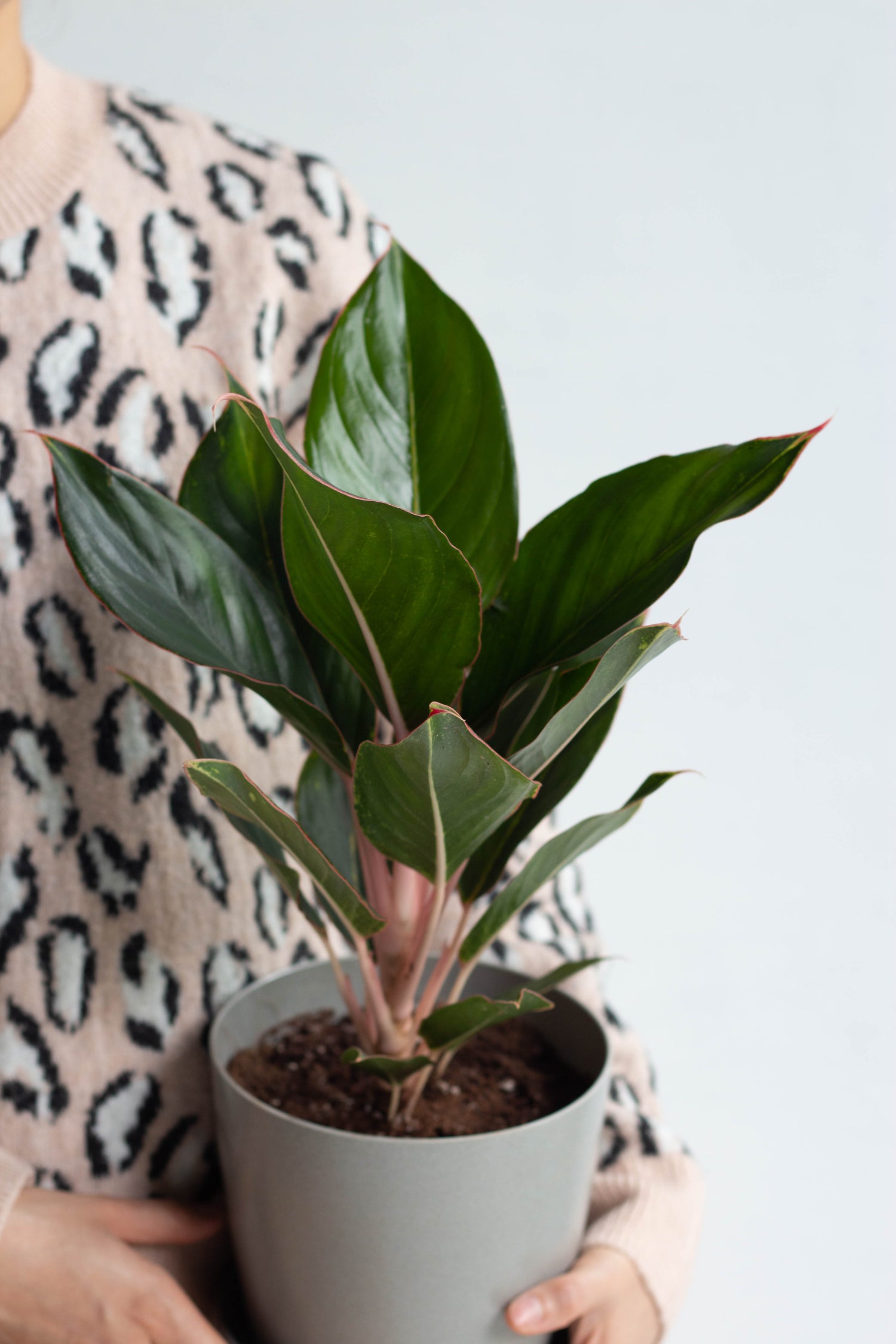 aglaonema colored scheuri Aglaonema Sapphire Suzanne – Bloomspace