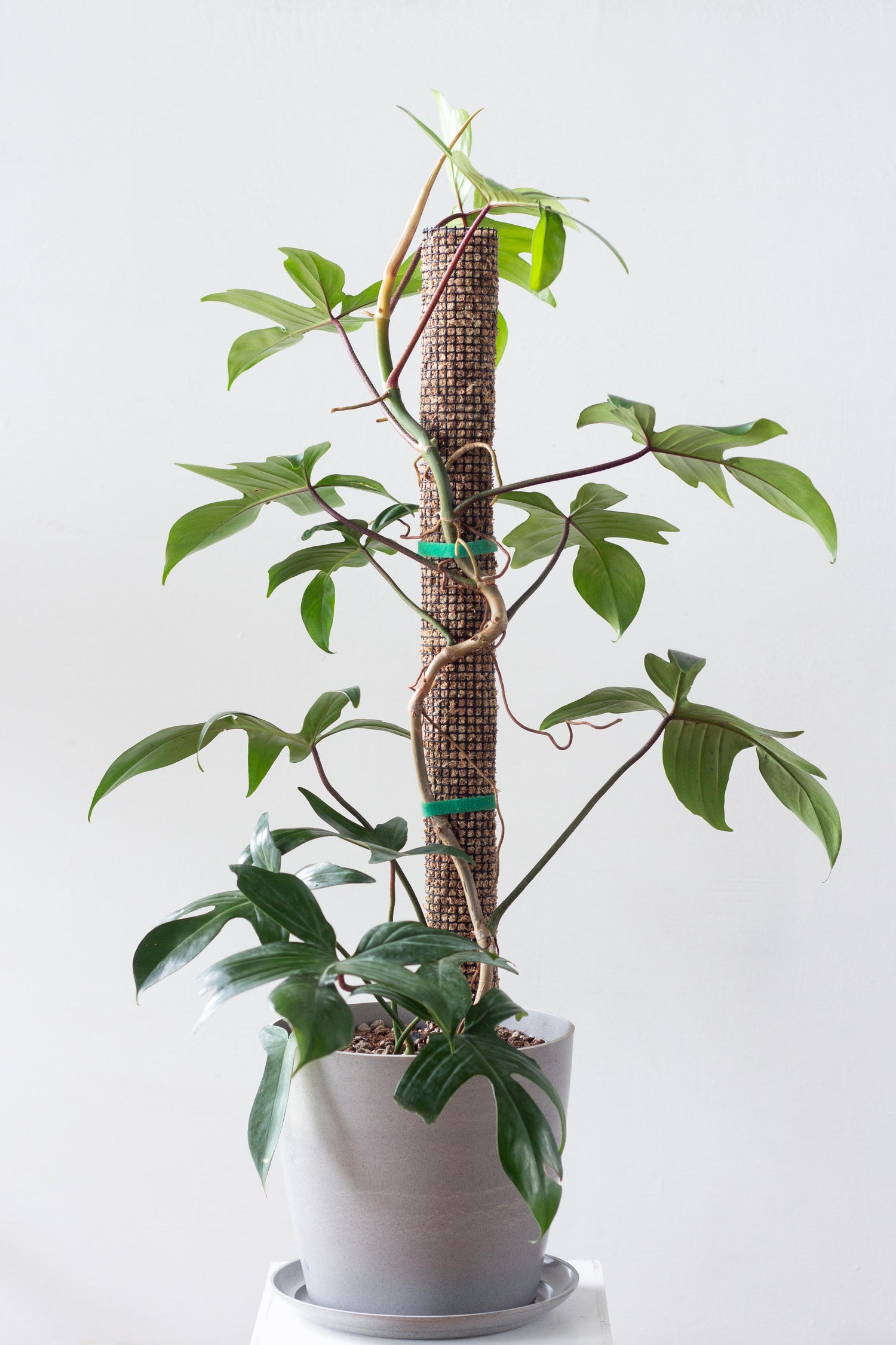 moss pole b&q Moss Pole – Bloomspace